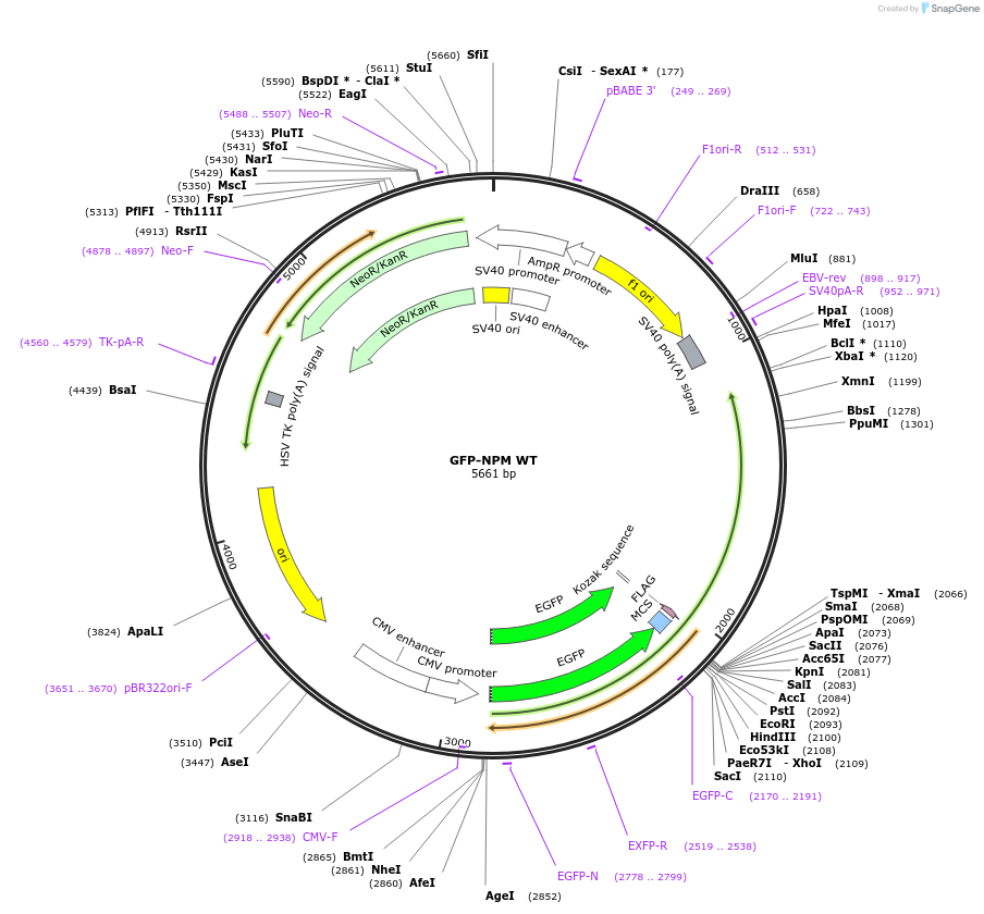 17578-plasmid-map-sequence-id-350799