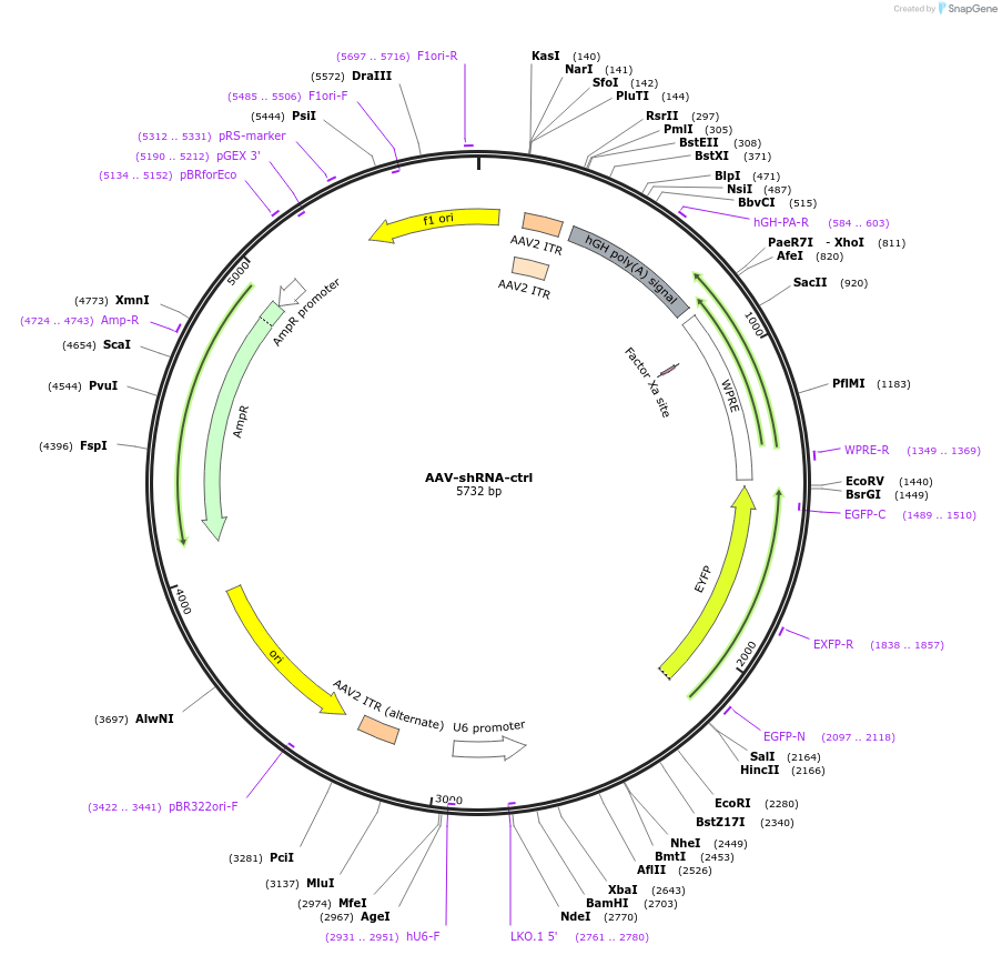 85741-plasmid-map-sequence-id-350801