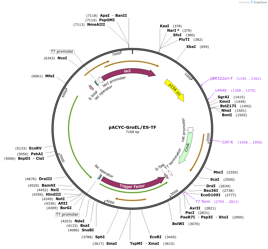 83923-plasmid-map-sequence-id-350803