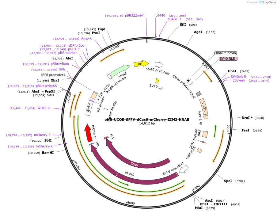154473-plasmid-map-sequence-id-350806