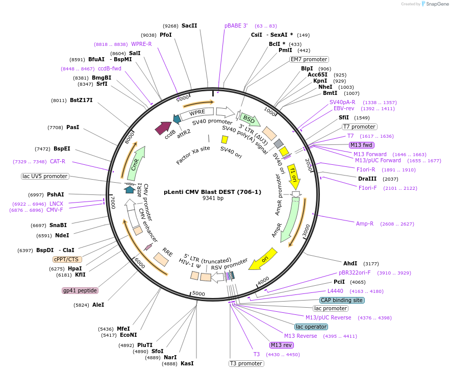 17451-plasmid-map-sequence-id-350808