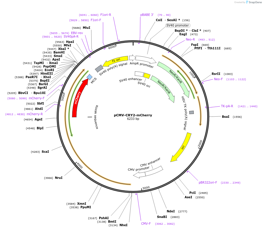 58368-plasmid-map-sequence-id-350815