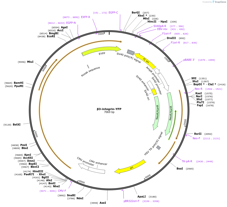 26653-plasmid-map-sequence-id-350818