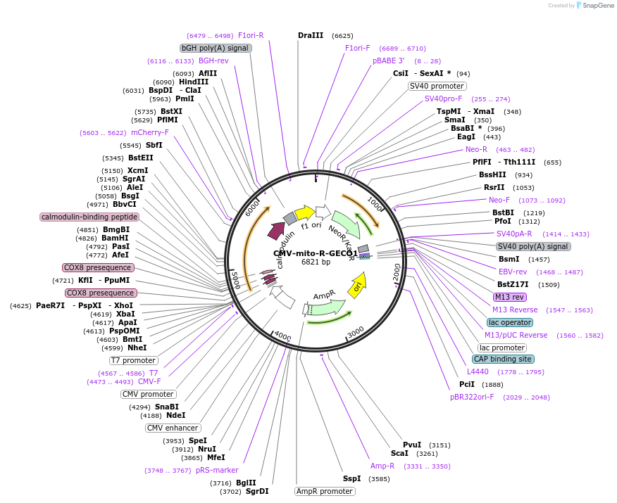 46021-plasmid-map-sequence-id-350822