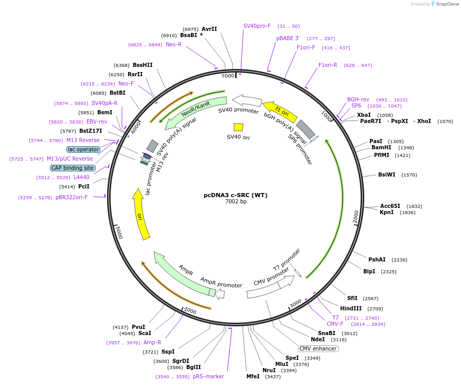 42202-plasmid-map-sequence-id-350823