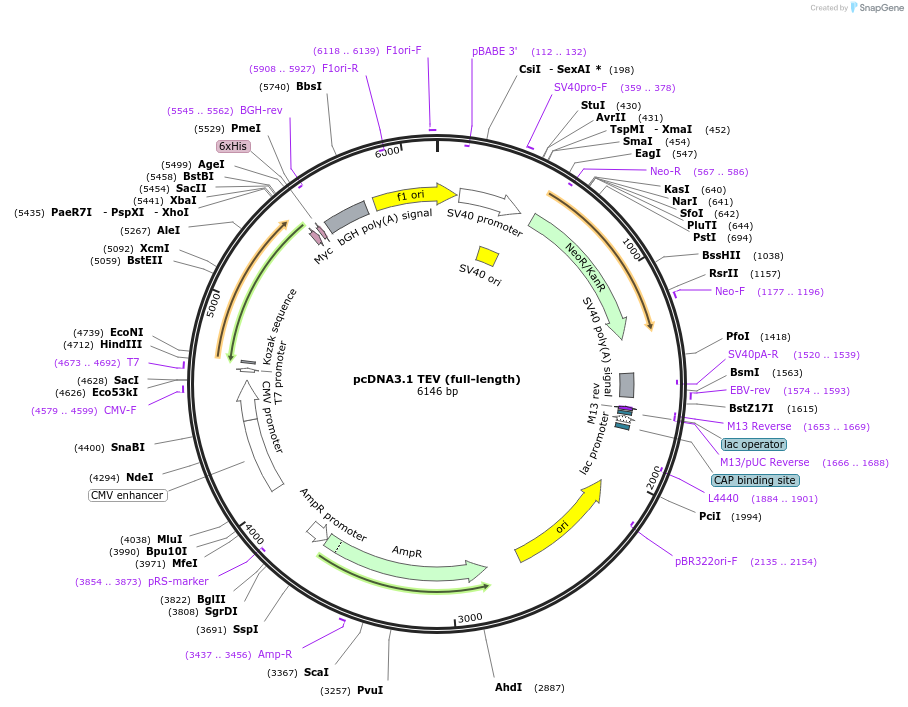 64276-plasmid-map-sequence-id-350825