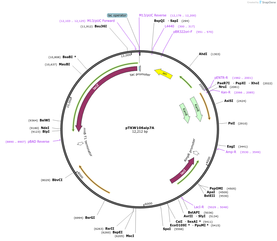 69360-plasmid-map-sequence-id-350830