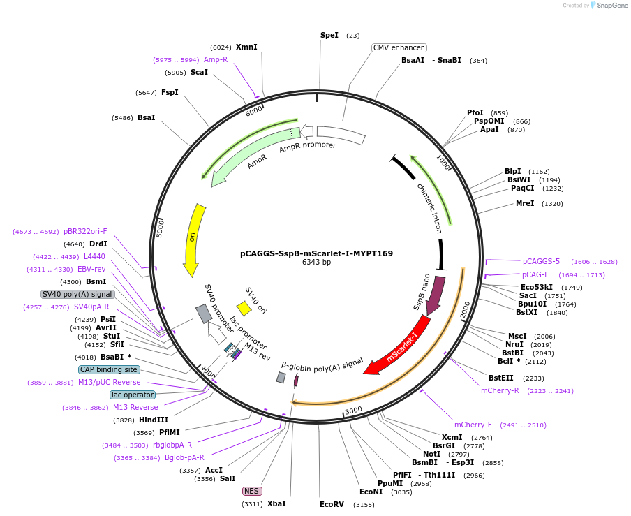 178522-plasmid-map-sequence-id-350832