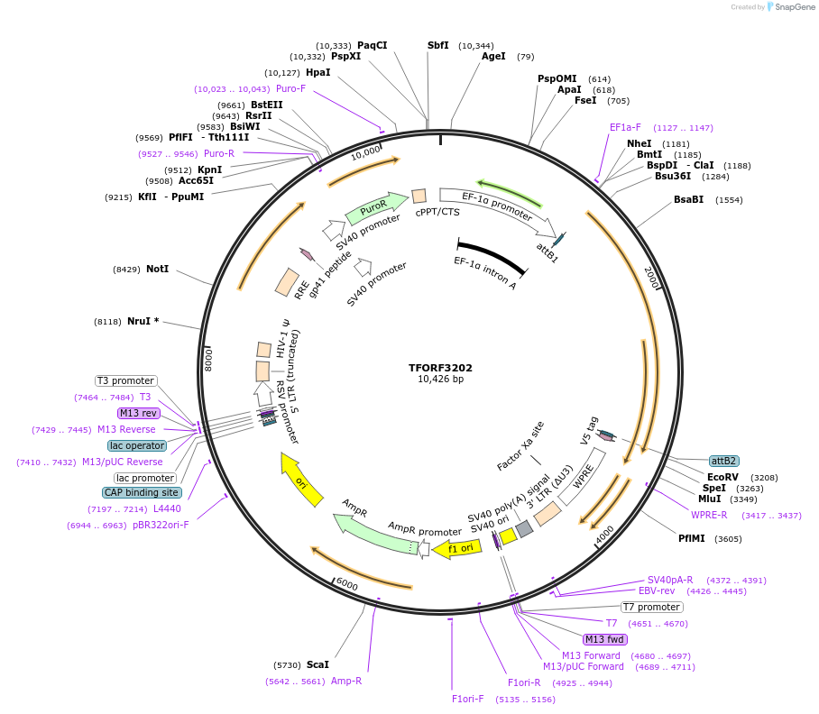 144678-plasmid-map-sequence-id-350833