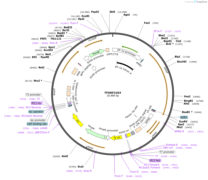 144679-plasmid-map-sequence-id-350835
