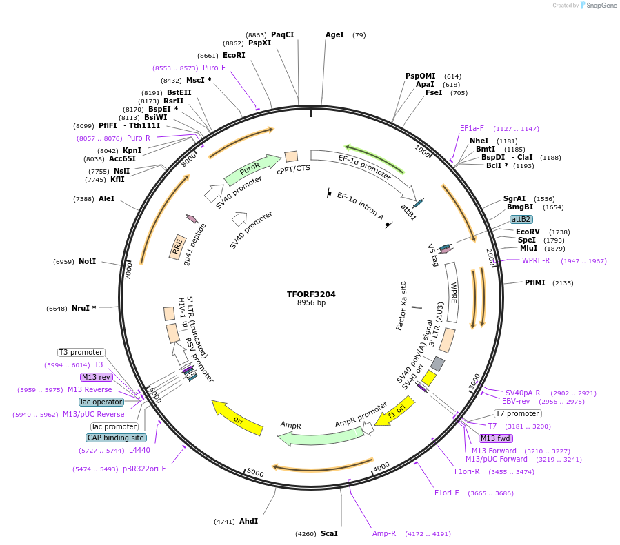 144680-plasmid-map-sequence-id-350836