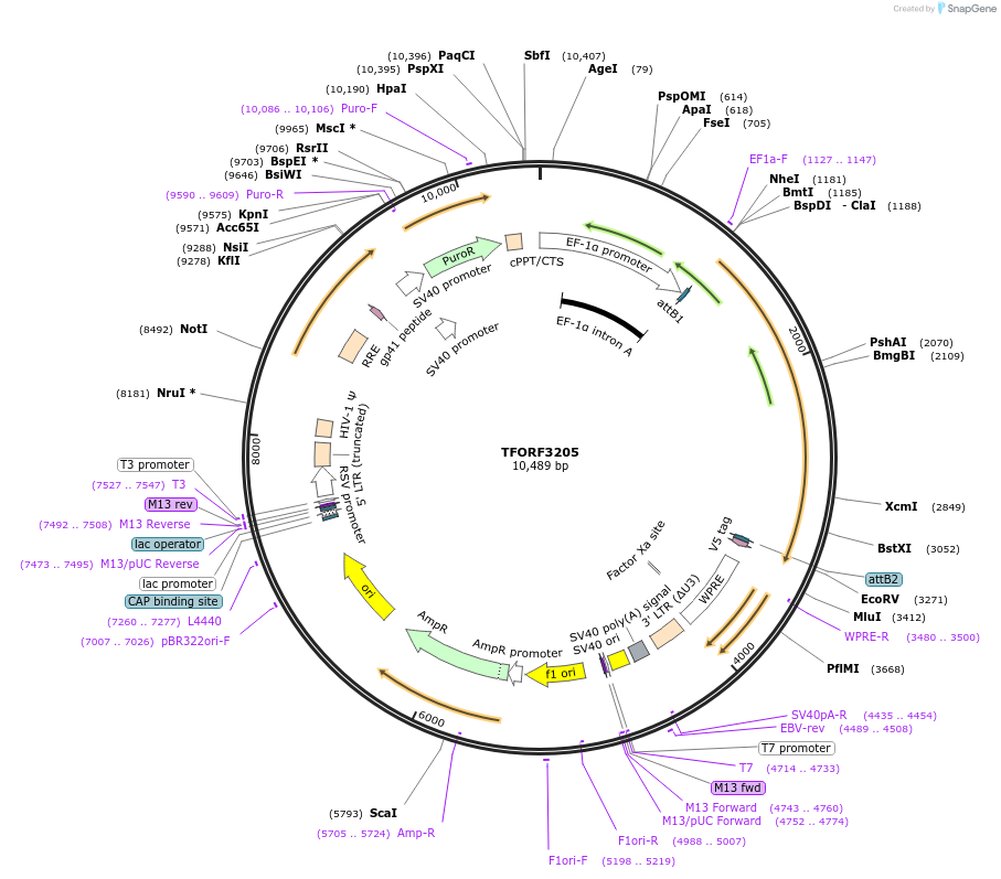 144681-plasmid-map-sequence-id-350837
