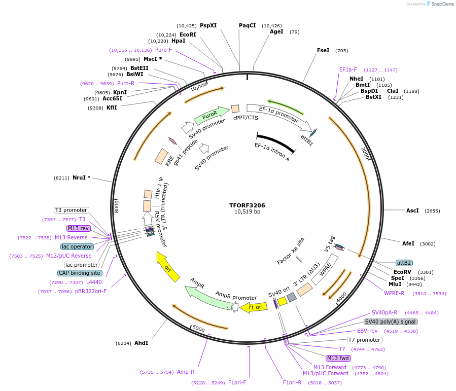 144682-plasmid-map-sequence-id-350838