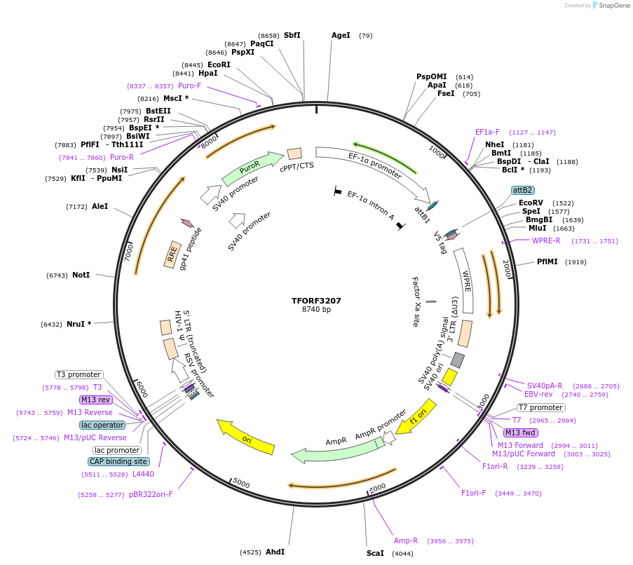 144683-plasmid-map-sequence-id-350840