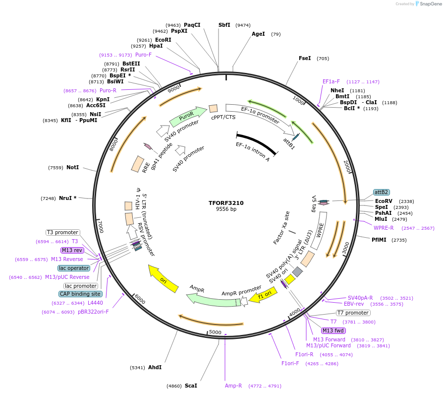 144686-plasmid-map-sequence-id-350842