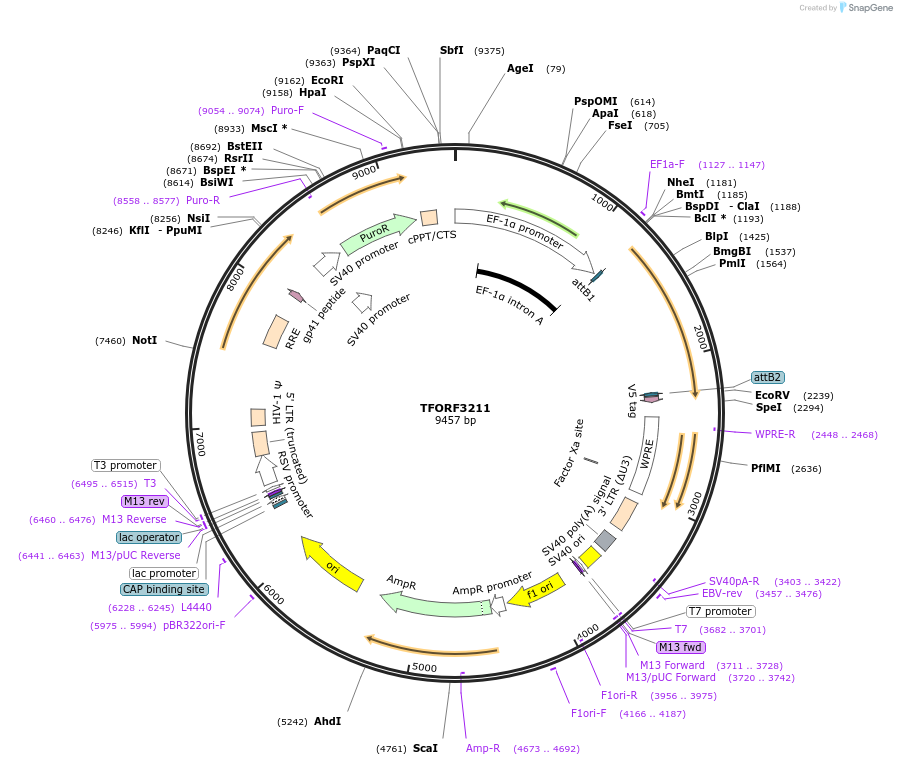 144687-plasmid-map-sequence-id-350843