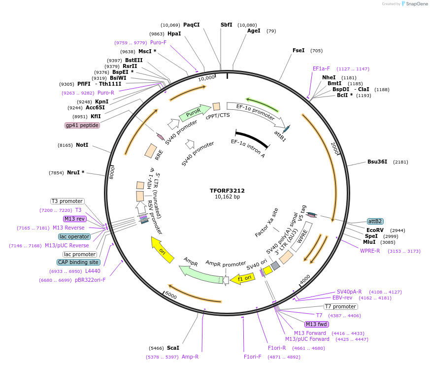 144688-plasmid-map-sequence-id-350844