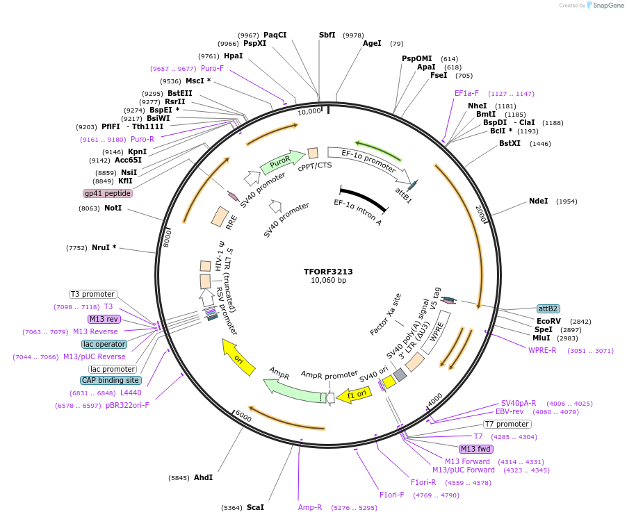 144689-plasmid-map-sequence-id-350845