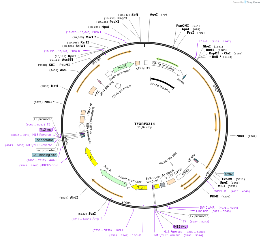 144690-plasmid-map-sequence-id-350846