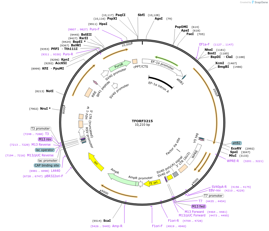 144691-plasmid-map-sequence-id-350847