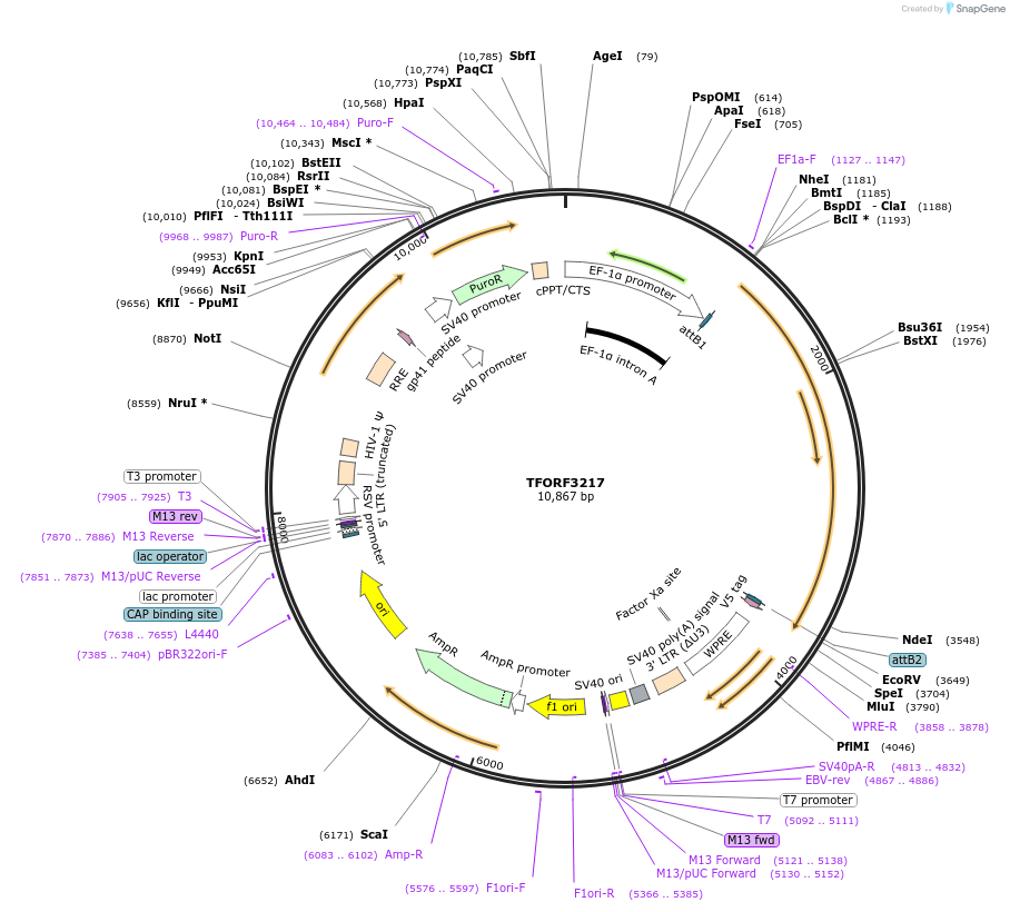 144693-plasmid-map-sequence-id-350849