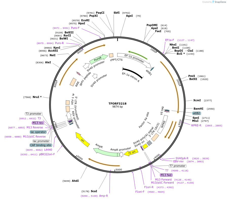 144694-plasmid-map-sequence-id-350850