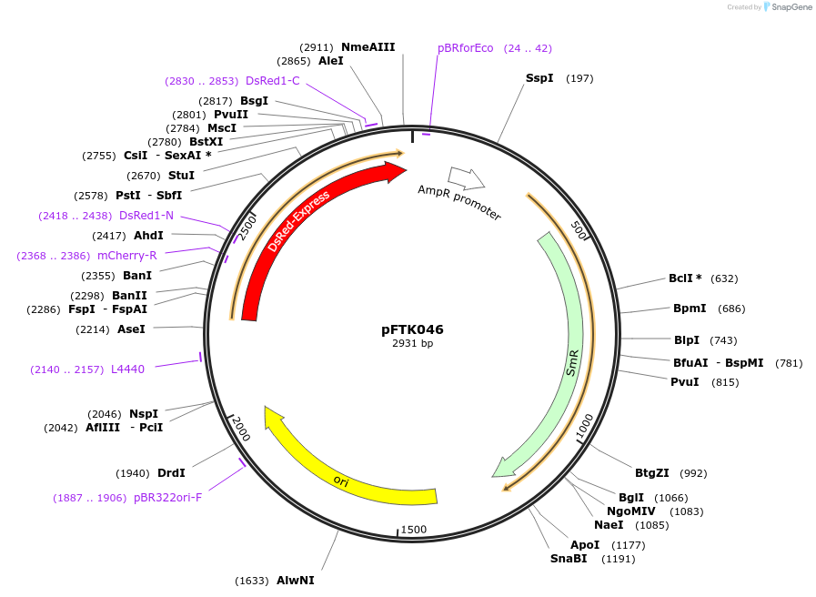 171318-plasmid-map-sequence-id-350878