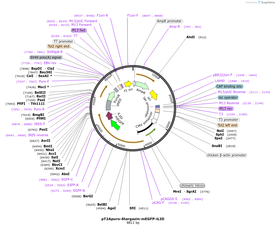 178529-plasmid-map-sequence-id-350879