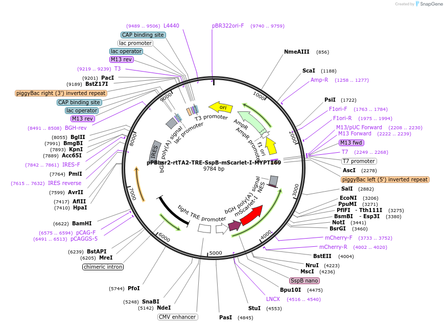 178528-plasmid-map-sequence-id-350880