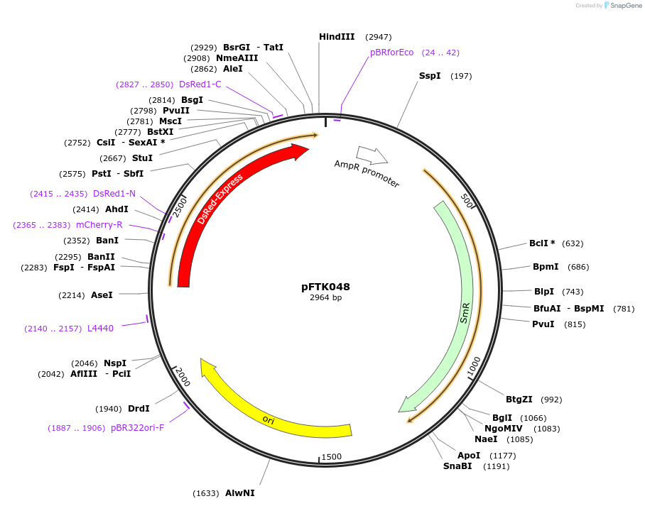 171320-plasmid-map-sequence-id-350883