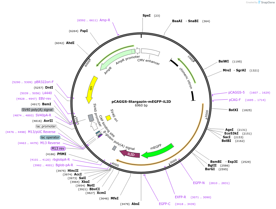 178523-plasmid-map-sequence-id-350934