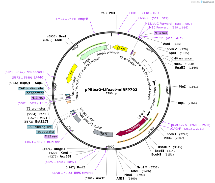 178530-plasmid-map-sequence-id-350942