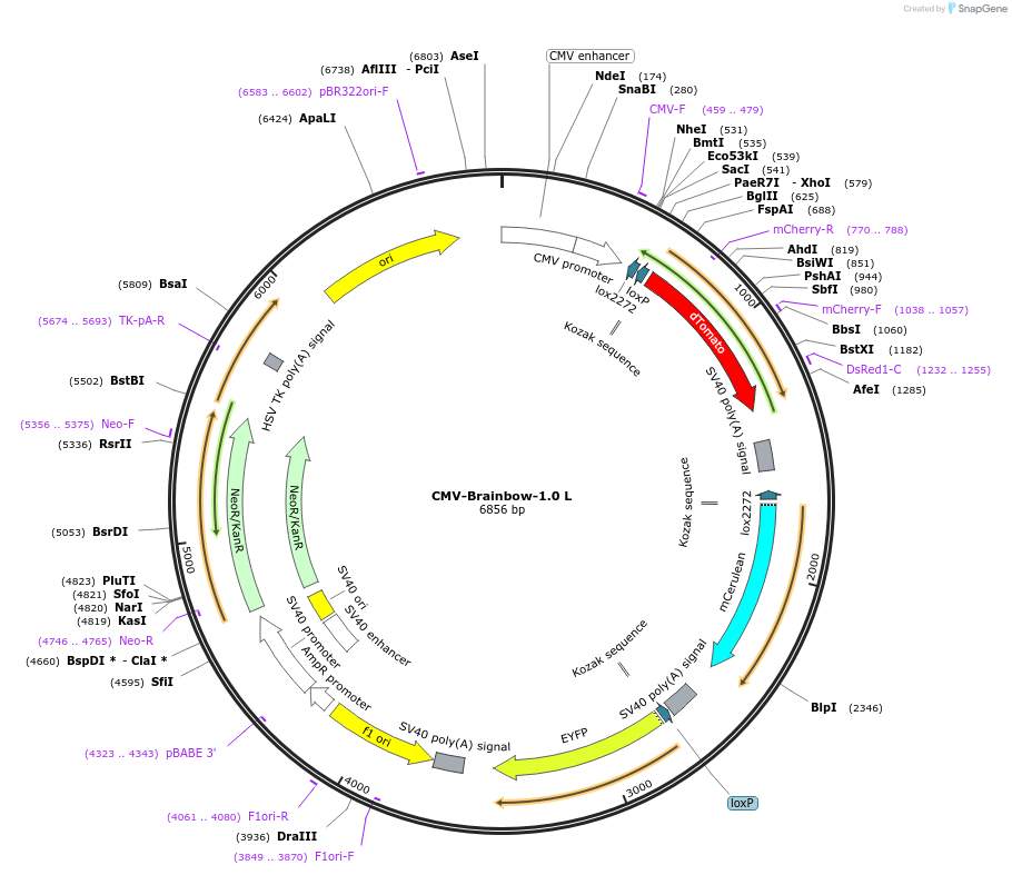 18721-plasmid-map-sequence-id-350946