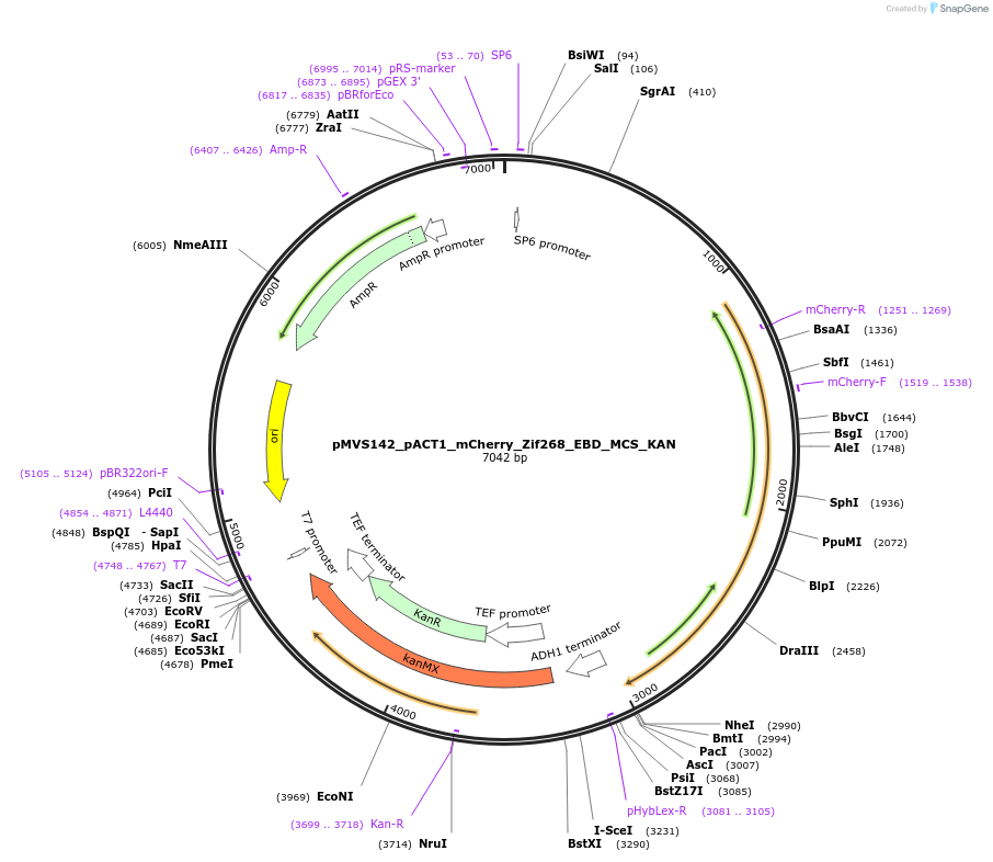 99049-plasmid-map-sequence-id-350965