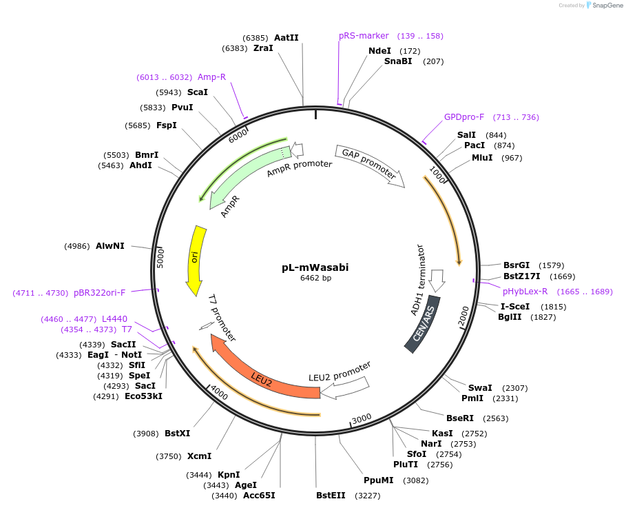 176552-plasmid-map-sequence-id-350972