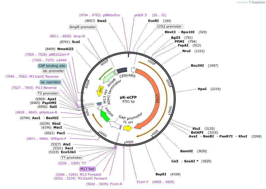 176559-plasmid-map-sequence-id-350977