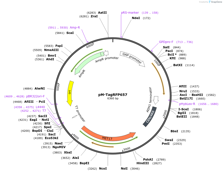 176563-plasmid-map-sequence-id-350987