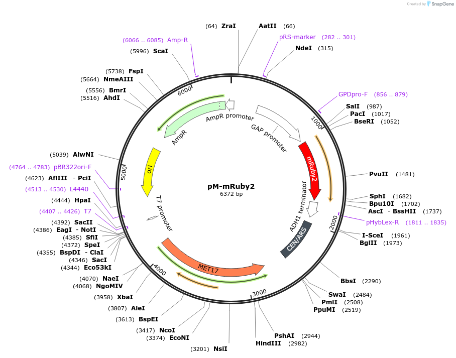 176550-plasmid-map-sequence-id-350989