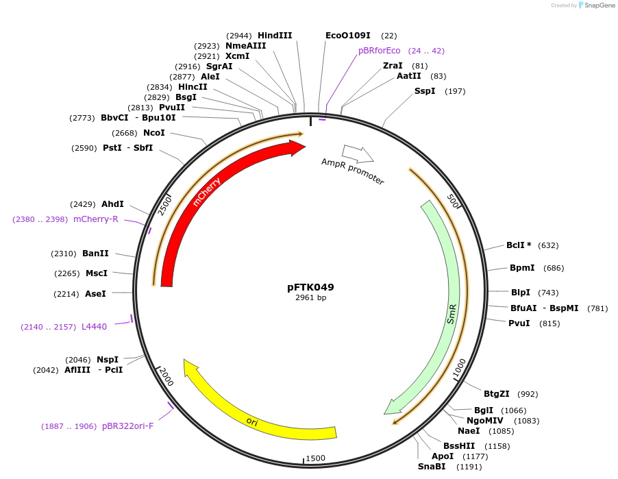171321-plasmid-map-sequence-id-351027