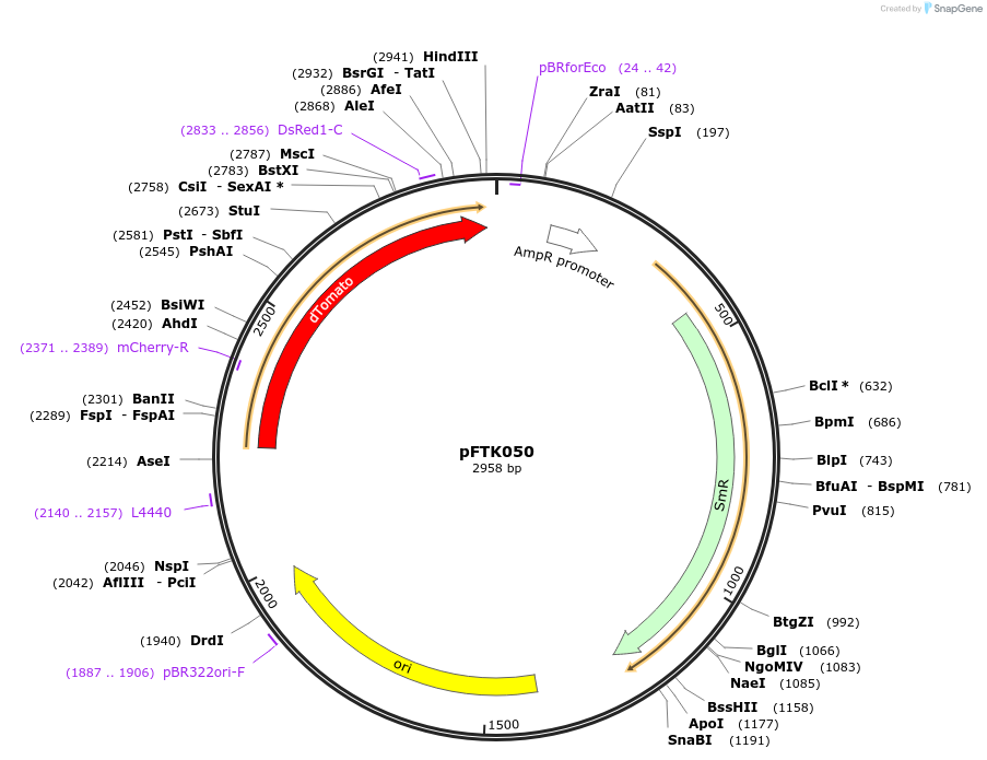 171322-plasmid-map-sequence-id-351057