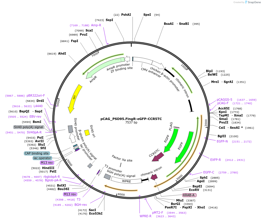 46295-plasmid-map-sequence-id-351209