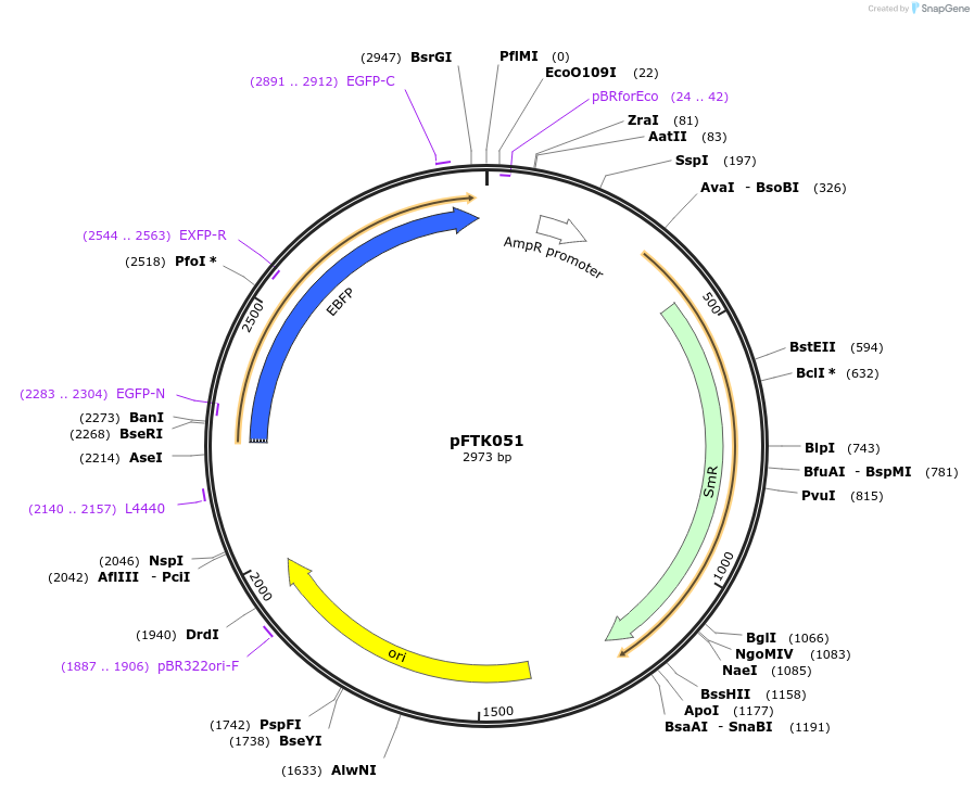 171323-plasmid-map-sequence-id-351215