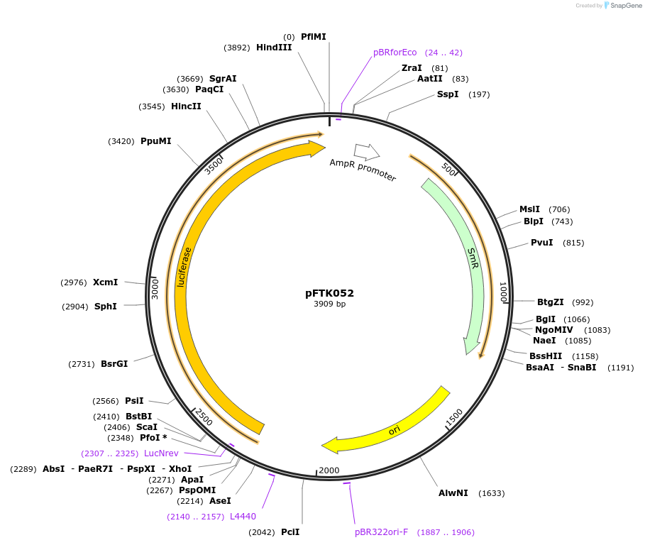 171324-plasmid-map-sequence-id-351252