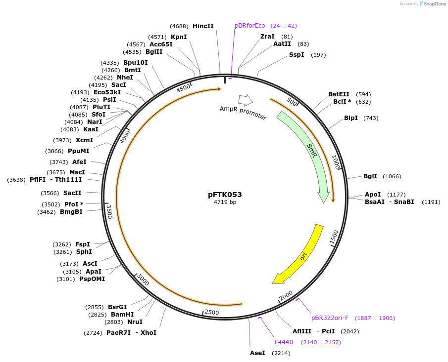 171325-plasmid-map-sequence-id-351254