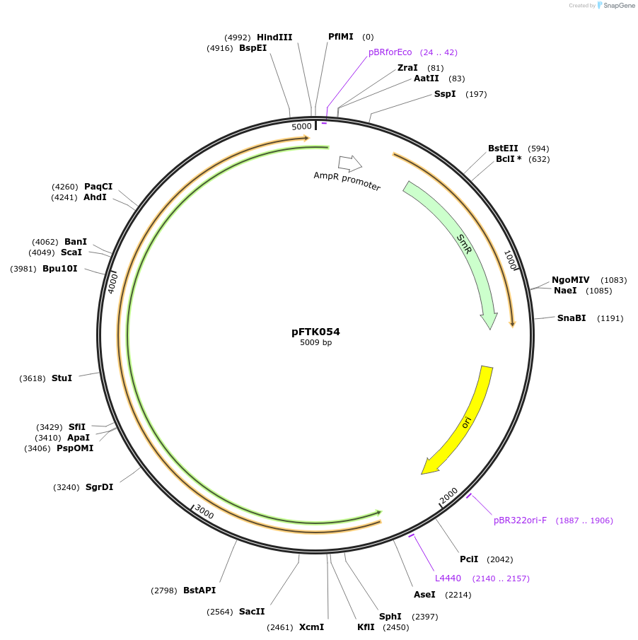 171326-plasmid-map-sequence-id-351257