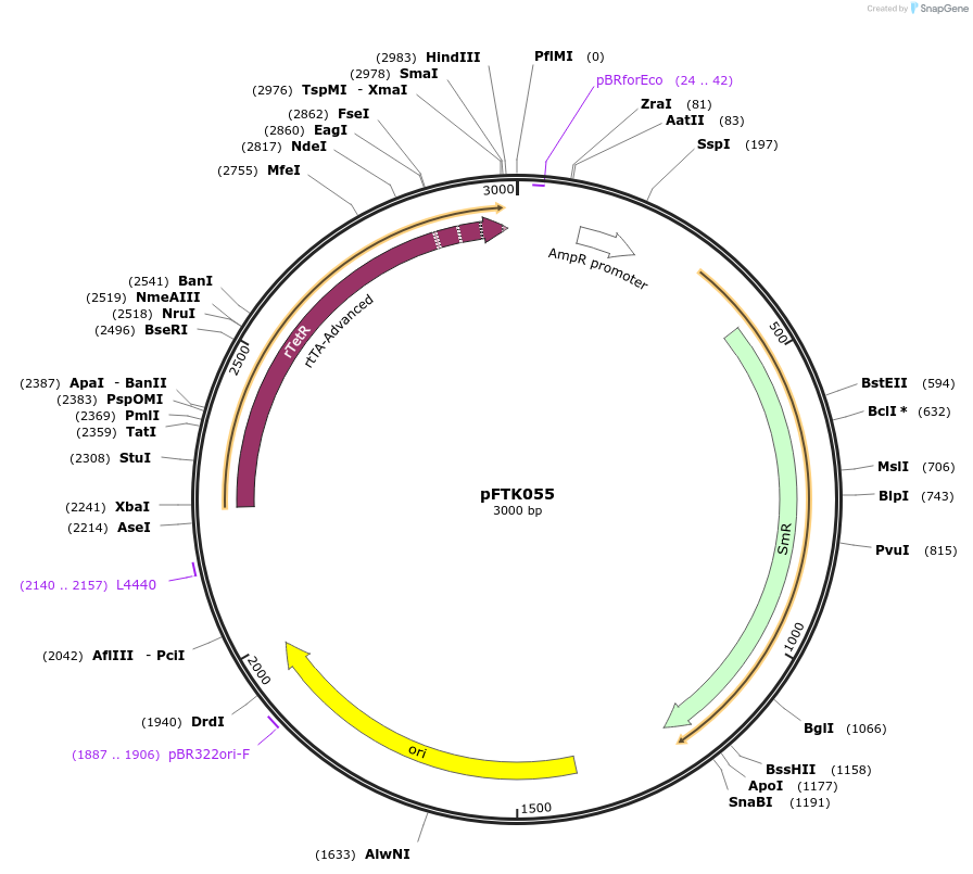 171327-plasmid-map-sequence-id-351262