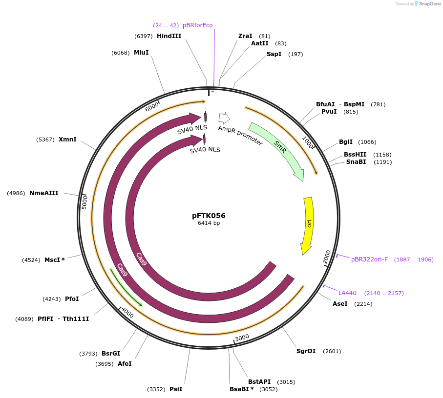 171328-plasmid-map-sequence-id-351263