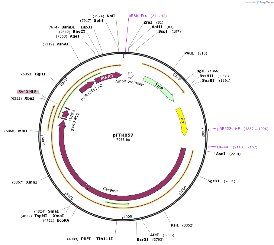 171329-plasmid-map-sequence-id-351267