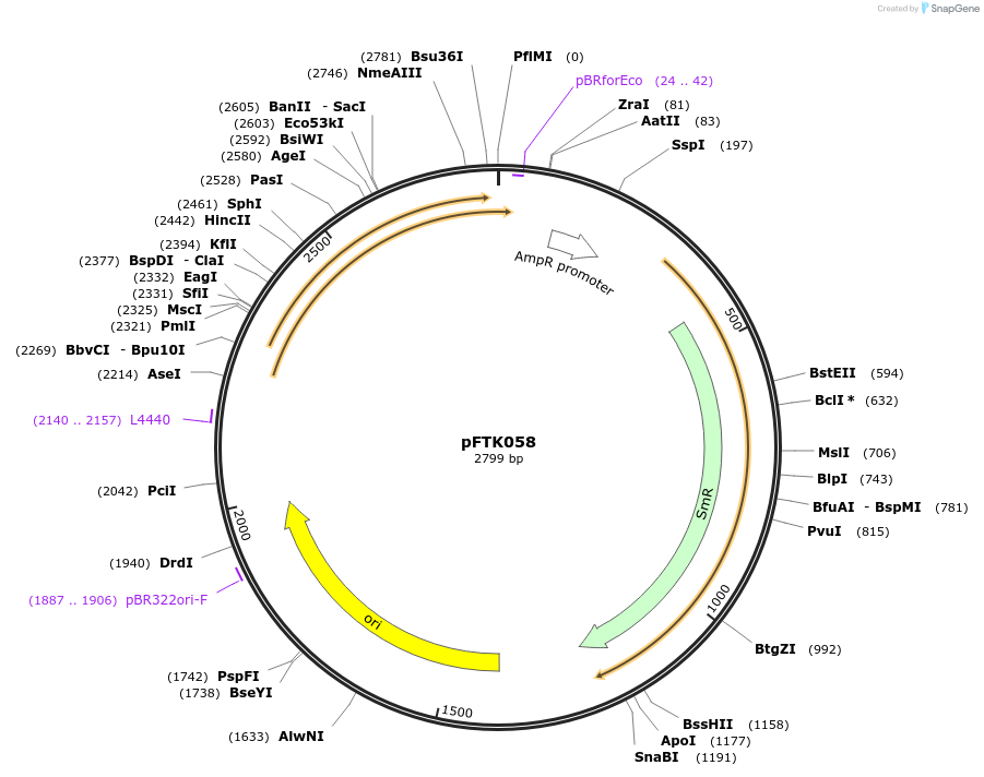 171330-plasmid-map-sequence-id-351268