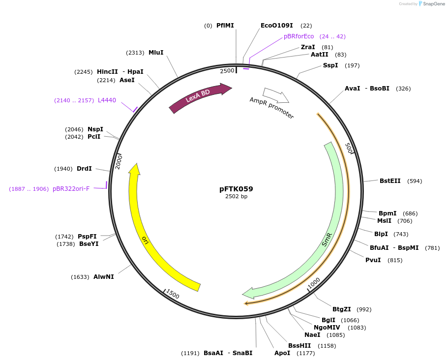 171331-plasmid-map-sequence-id-351269